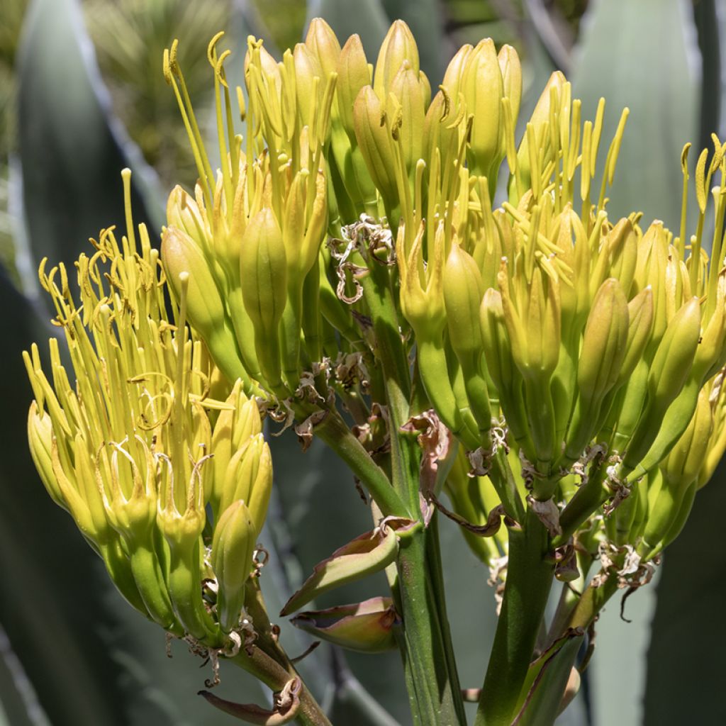 Agave salmiana (Samen)