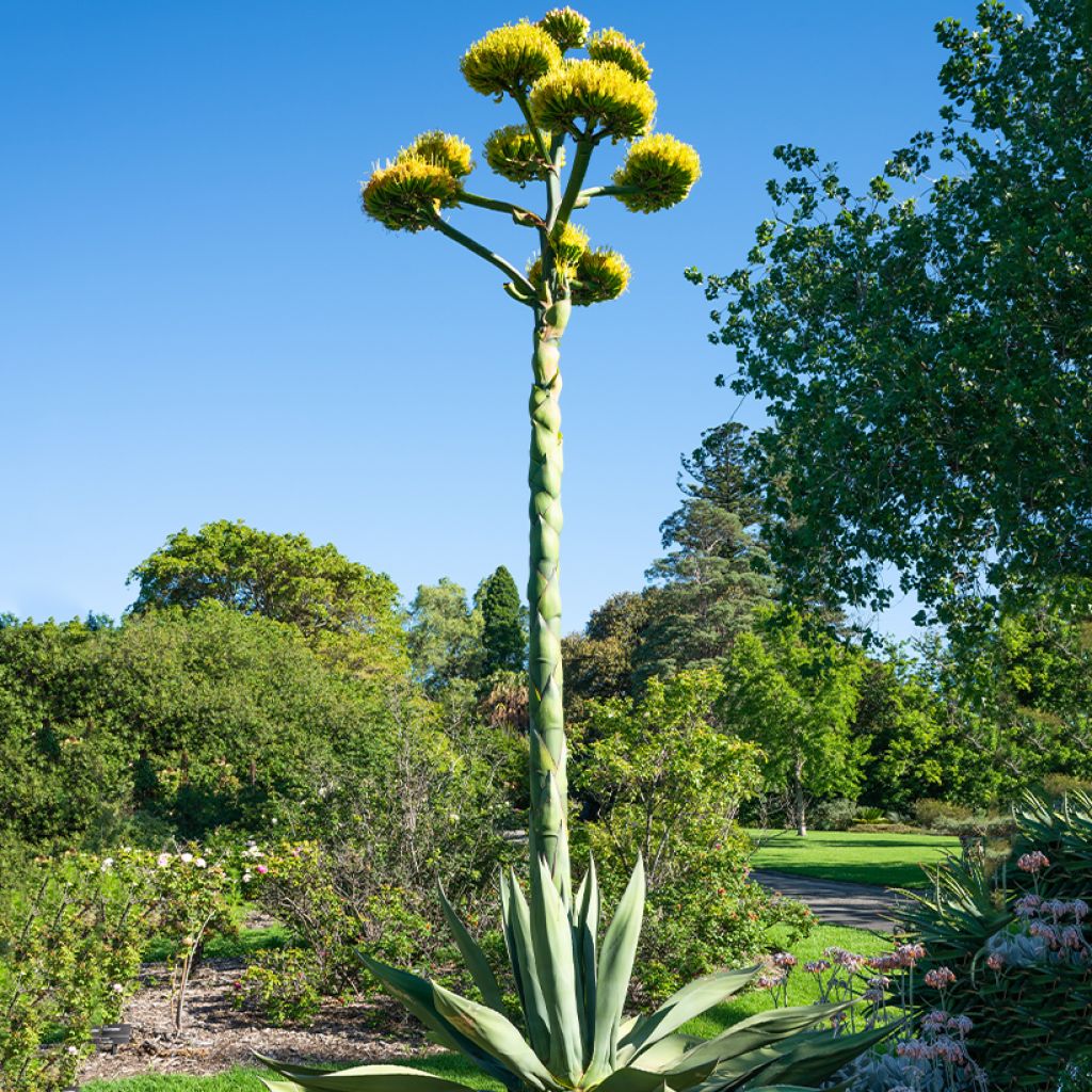 Agave salmiana (Samen)