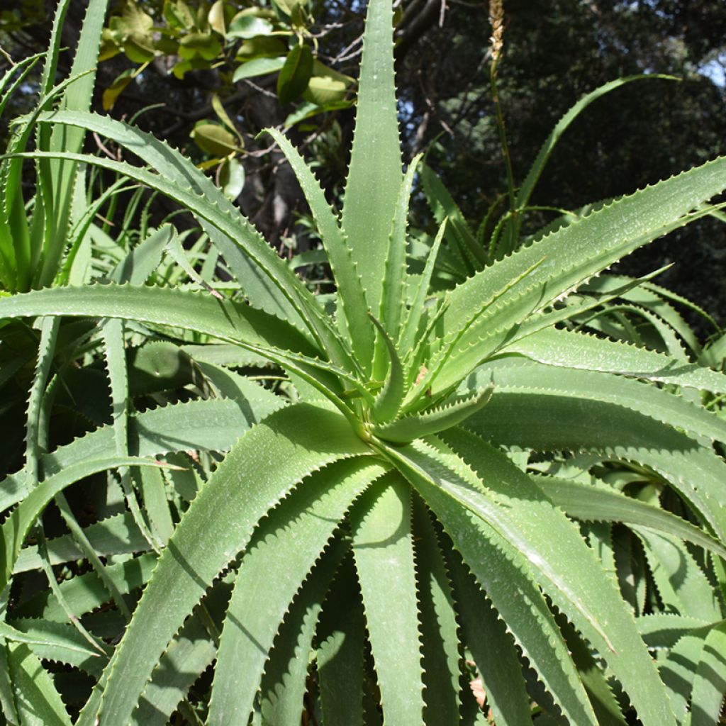Aloe arborescens (Samen) - Brand-Aloe