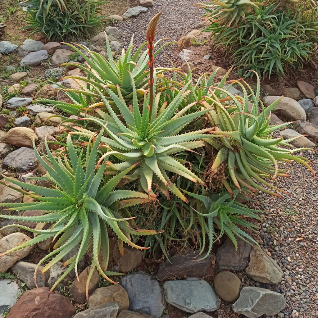 Aloe arborescens (Samen) - Brand-Aloe