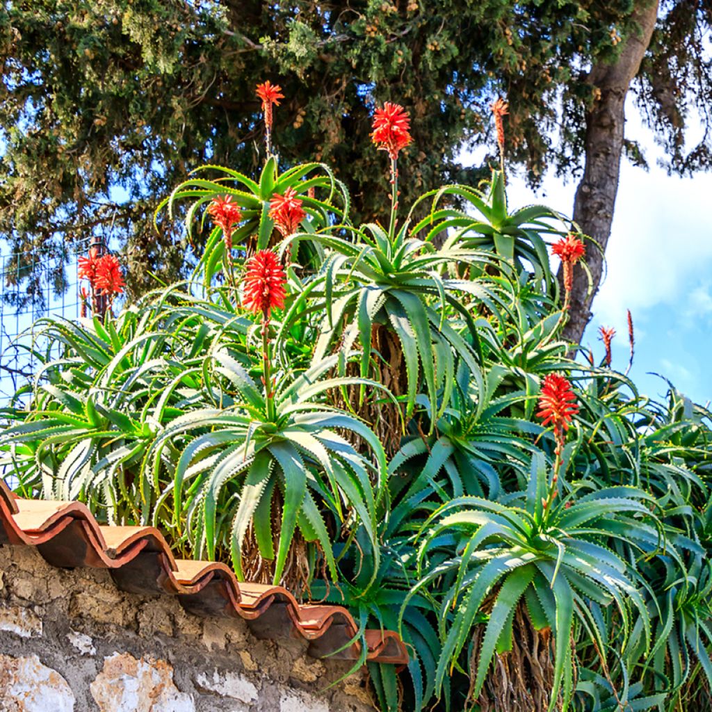 Aloe arborescens (Samen) - Brand-Aloe