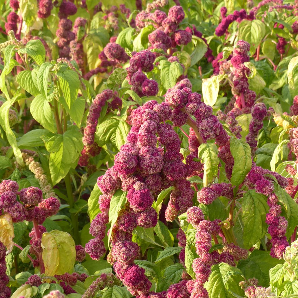 Amaranthus Mira (Samen) - Garten-Fuchsschwanz