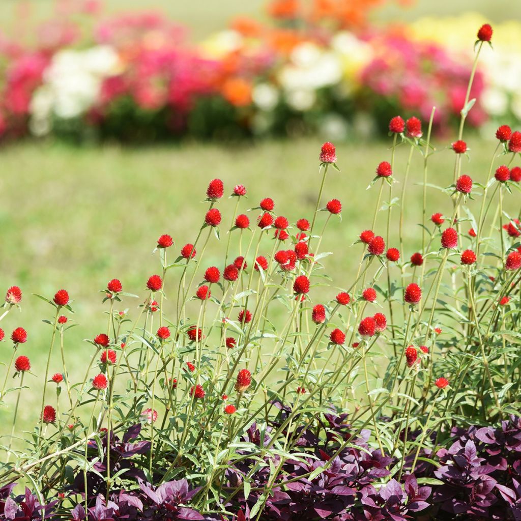 Gomphrena haageana Strawberry Fields (Samen) - Kugelamarant