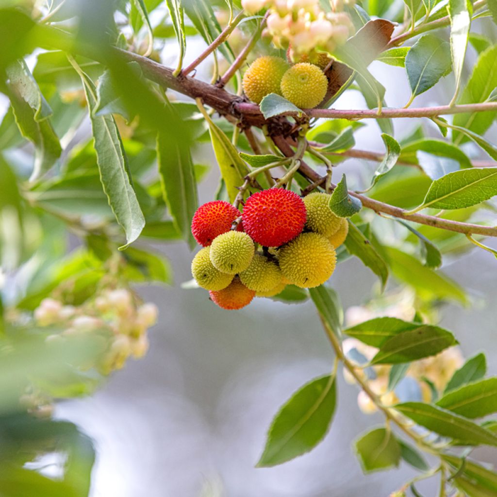 Westlicher Erdbeerbaum (Samen) - Arbutus unedo