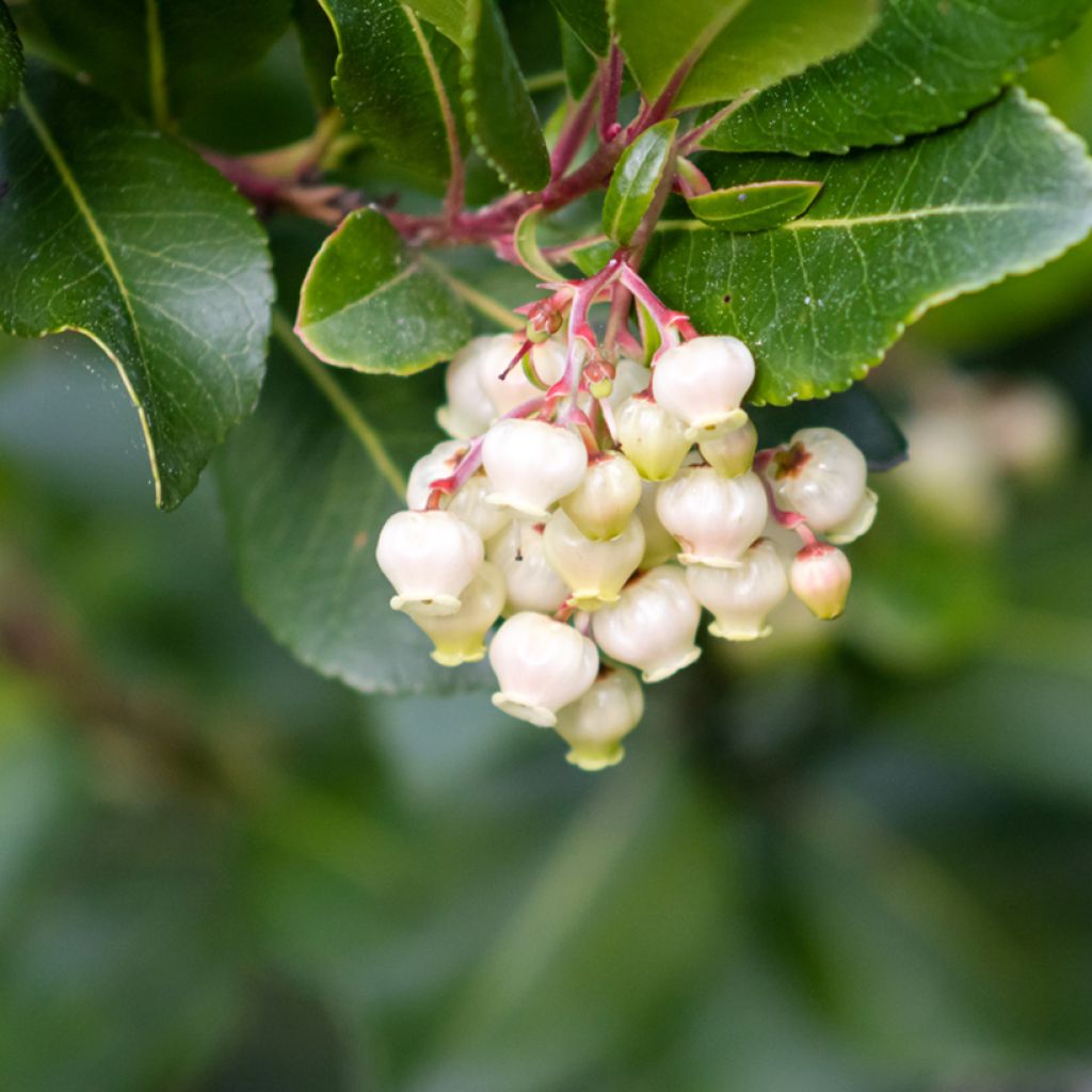 Westlicher Erdbeerbaum (Samen) - Arbutus unedo