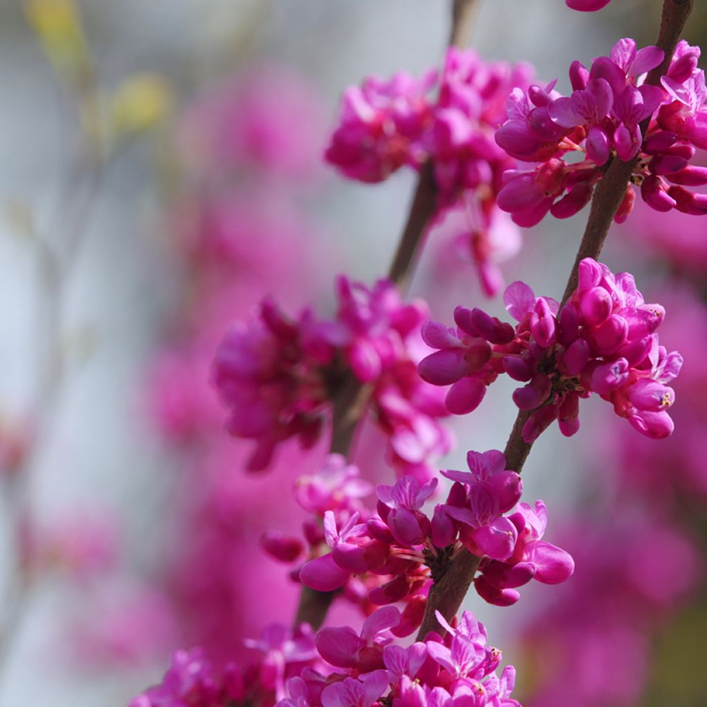 Judasbaum (Samen) - Cercis siliquastrum
