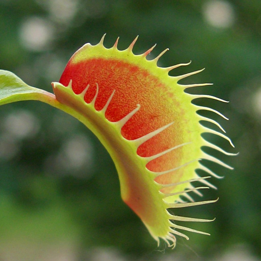 Venusfliegenfalle (Samen) - Dionaea muscipula