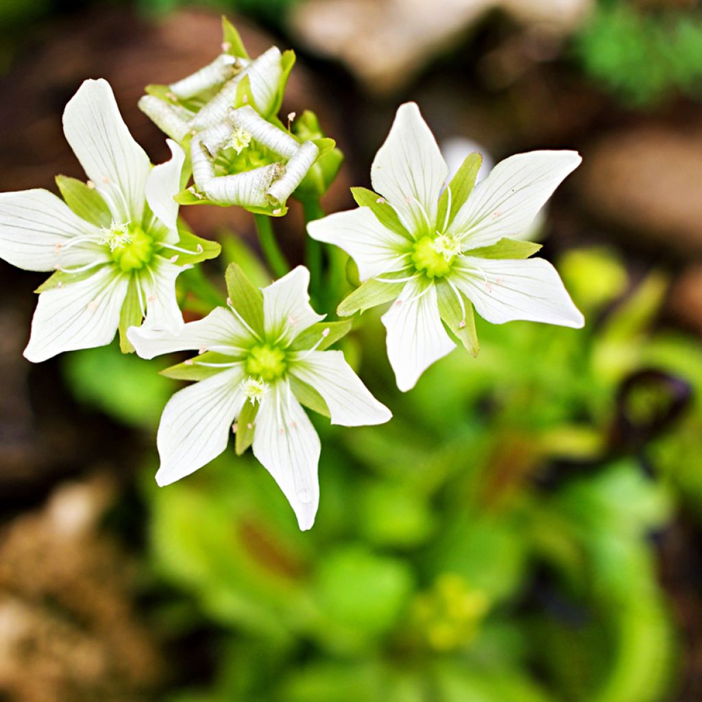 Venusfliegenfalle (Samen) - Dionaea muscipula