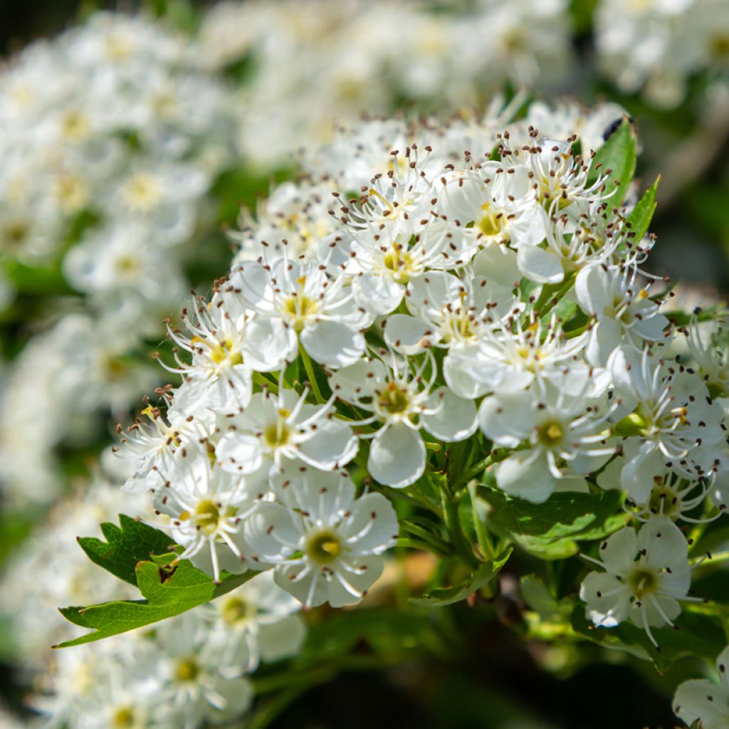 Crataegus monogyna  (Samen)  - Eingriffliger Weißdorn