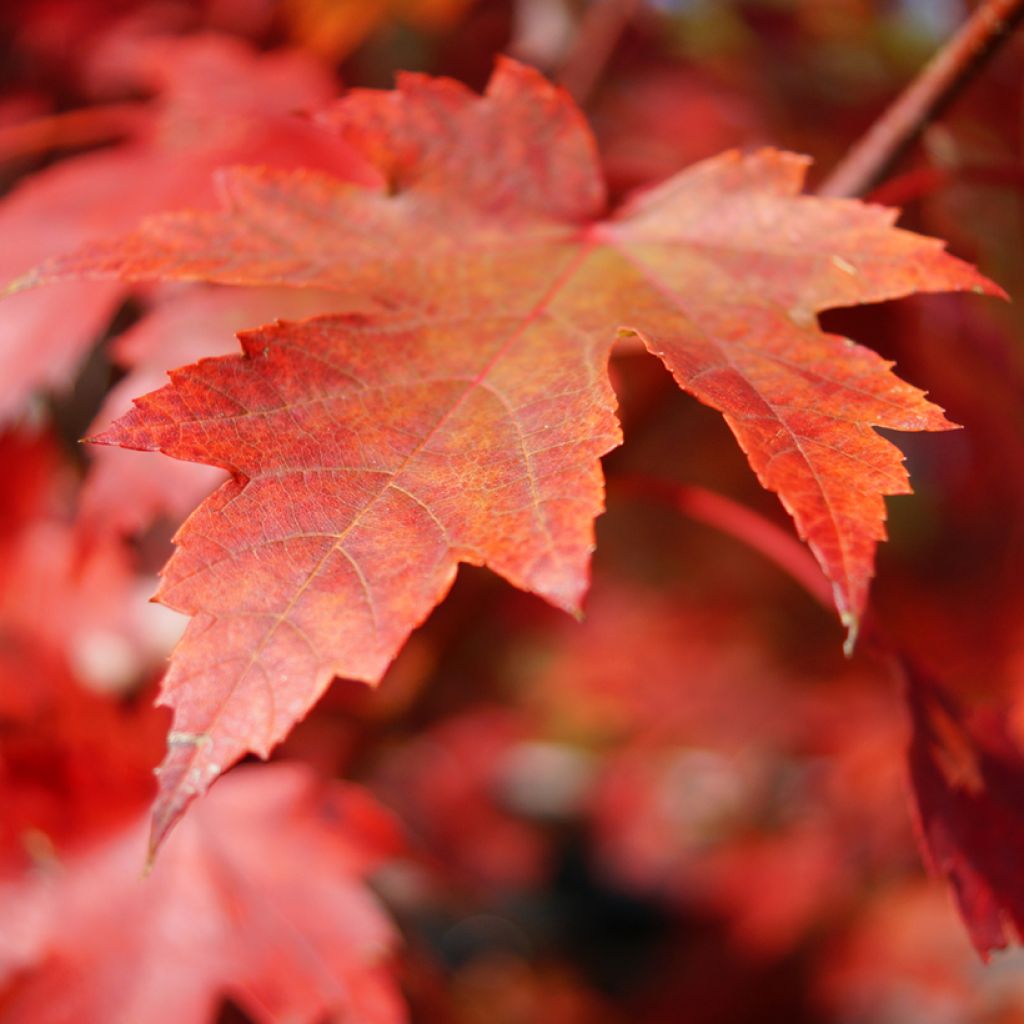 Rot-Ahorn (Samen) - Acer rubrum