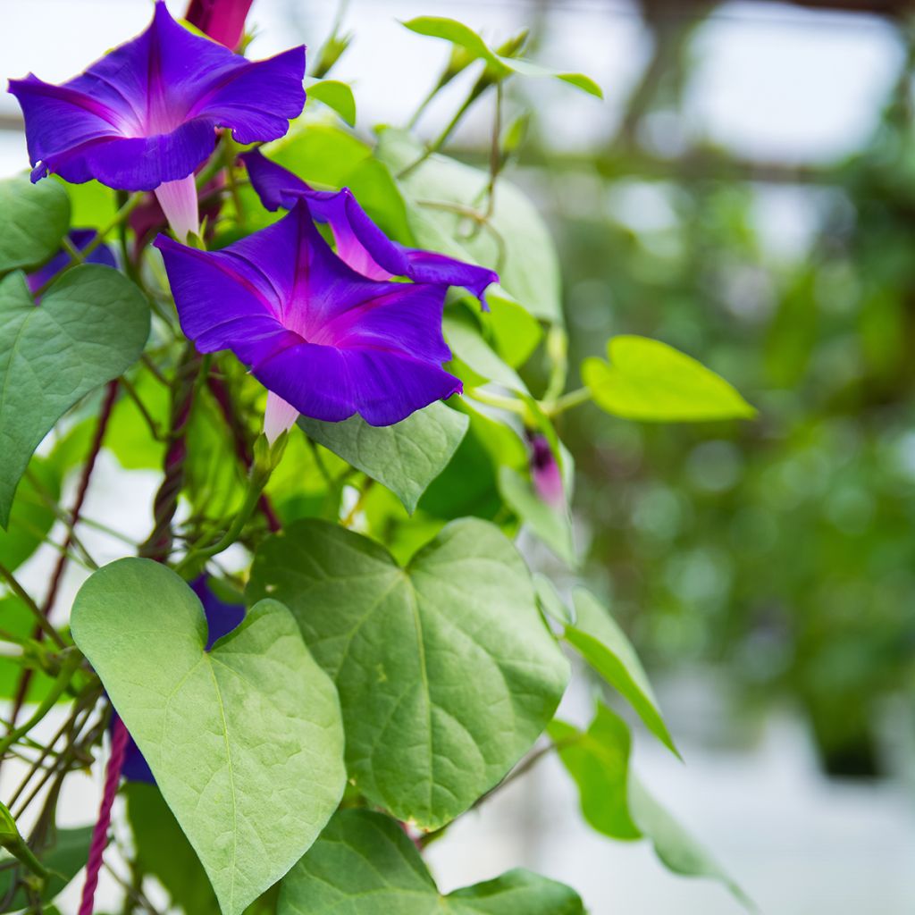 Ipomoea purpurea Grandpa Ott (Samen) - Prunkwinde
