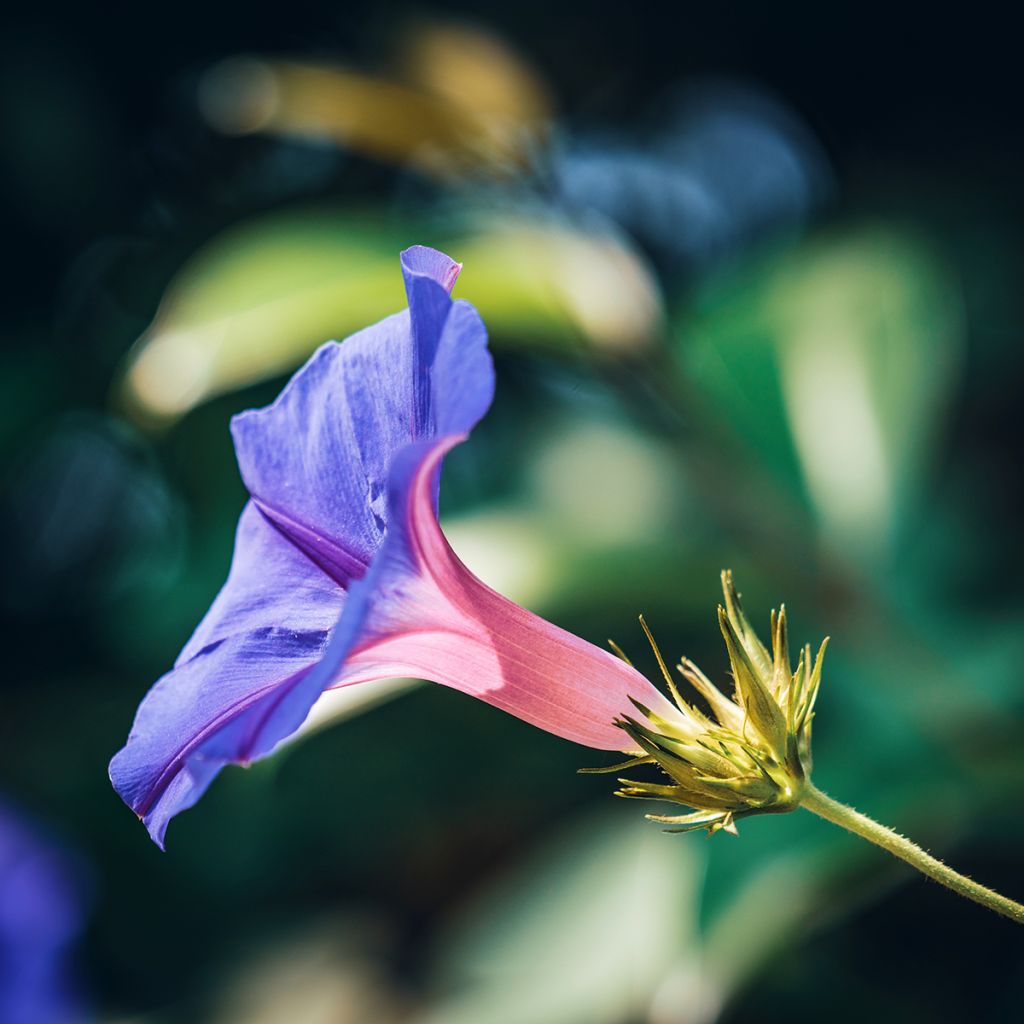Ipomoea purpurea Grandpa Ott (Samen) - Prunkwinde