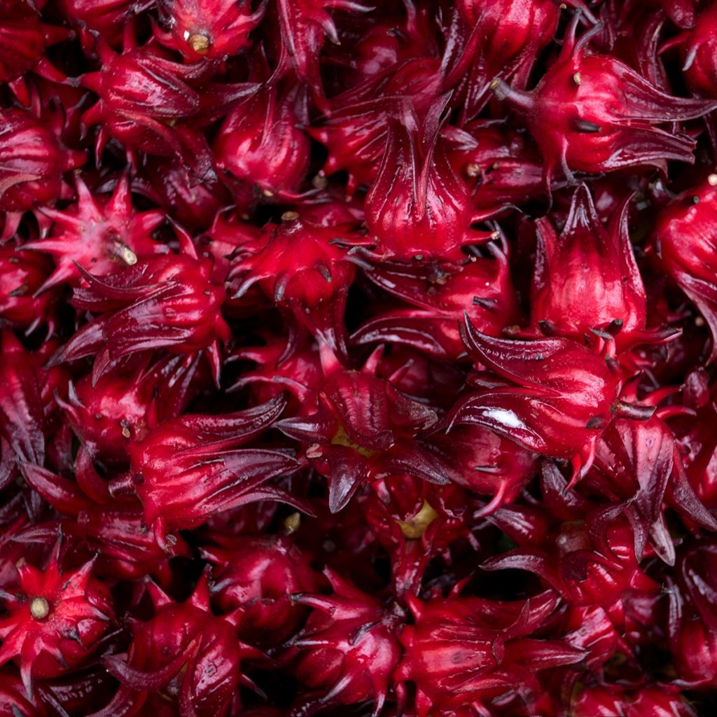 Hibiscus-Tee - Hibiscus sabdariffa