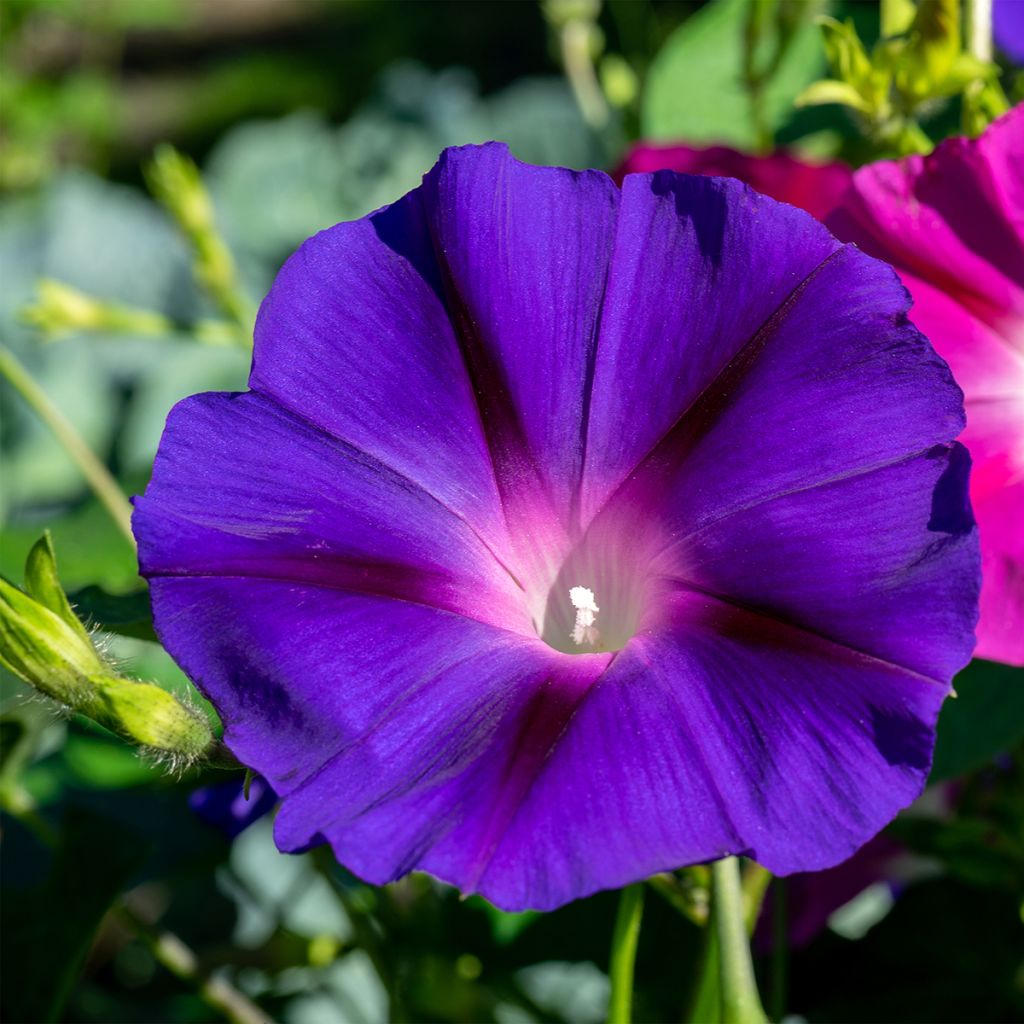 Convolvulus tricolor (Samen) - Prachtwinde