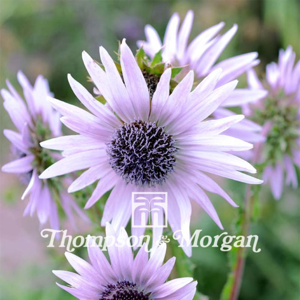 Berkheya purpurea (Samen) - Südafrikanische Purpurdistel