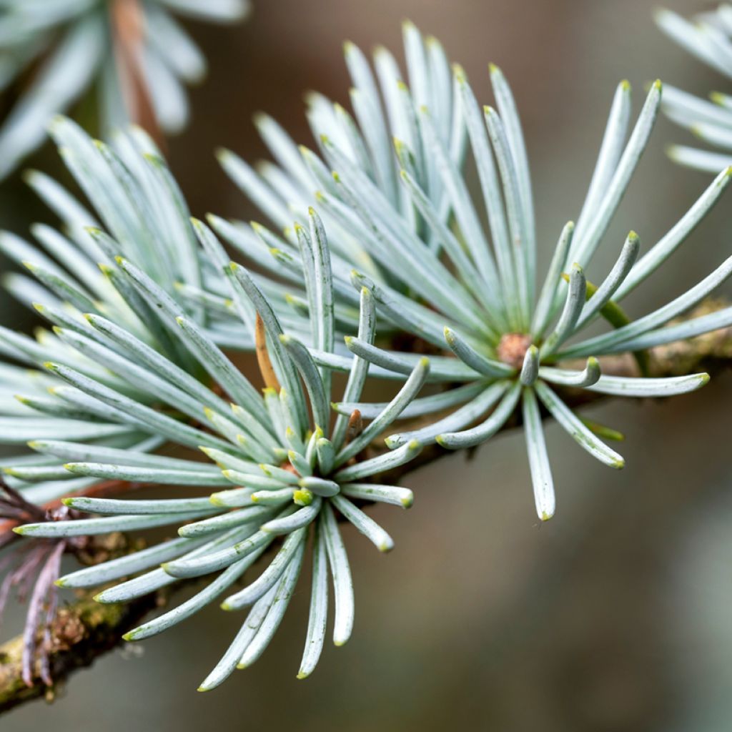 Cedrus atlantica (Samen) - Atlas-Zeder