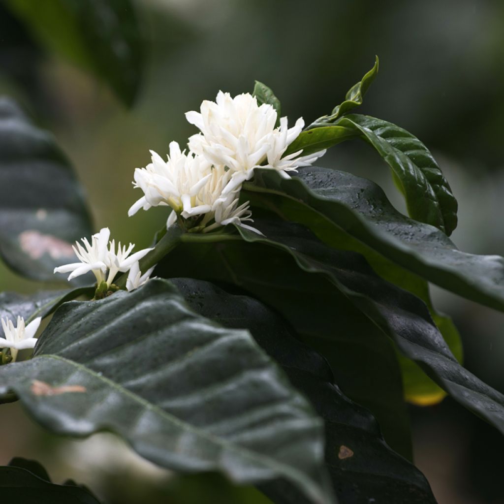 Arabica-Kaffee (Samen) - Coffea arabica