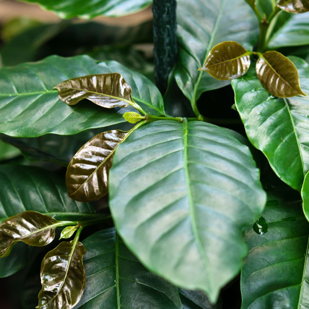 Arabica-Kaffee (Samen) - Coffea arabica