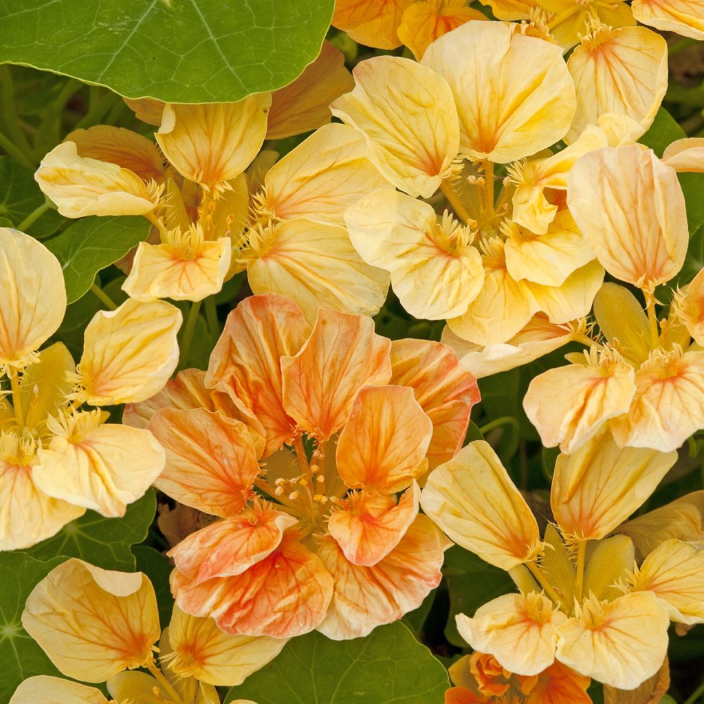 Zwerg Kapuzinerkresse Whirlybird Apricot (Samen) - Tropaeolum