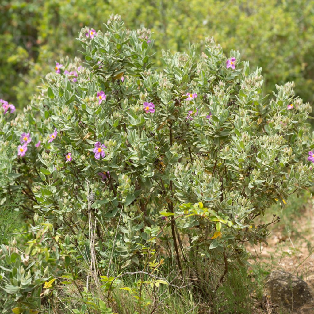Weißliche Zistrose (Samen) - Cistus albidus