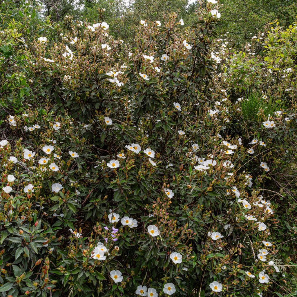 Lorbeerblättrige Zistrose (Samen) - Cistus laurifolius