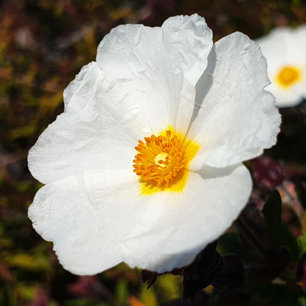 Lorbeerblättrige Zistrose (Samen) - Cistus laurifolius