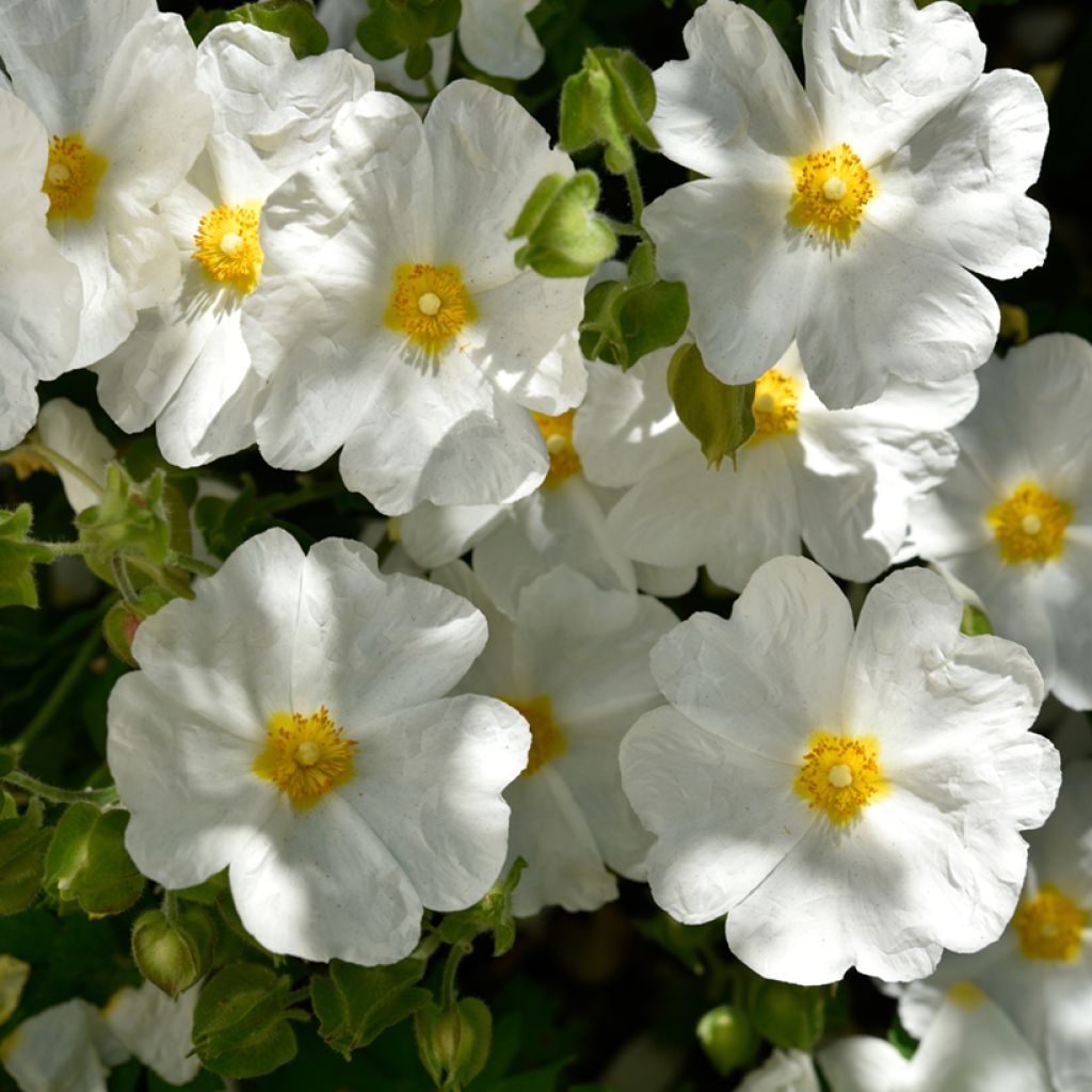 Montpellier-Zistrose (Samen) - Cistus monspeliensis