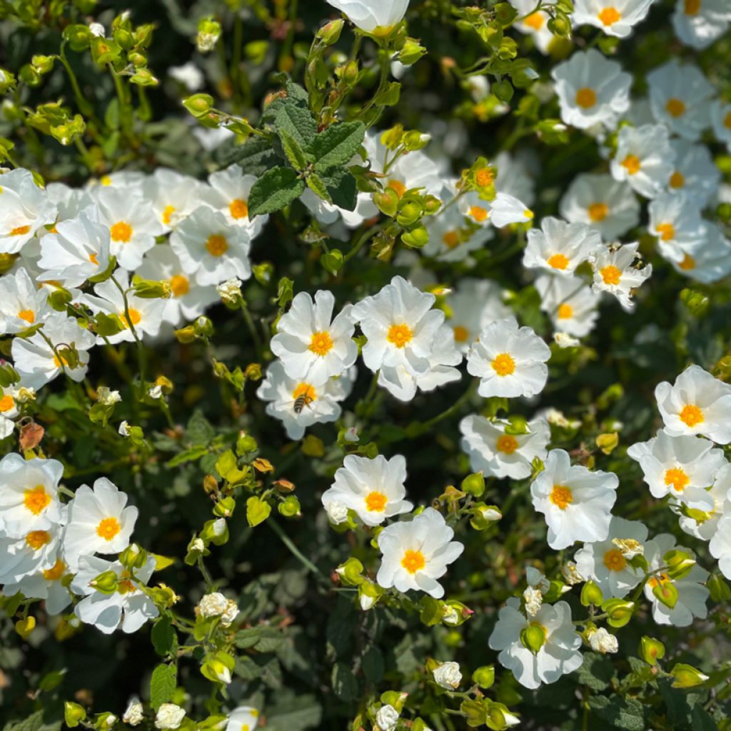 Montpellier-Zistrose (Samen) - Cistus monspeliensis