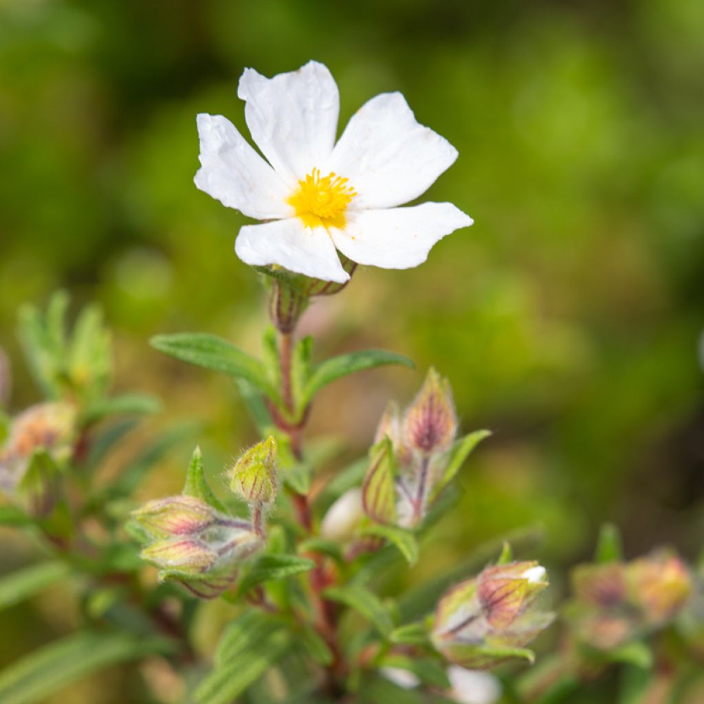 Montpellier-Zistrose (Samen) - Cistus monspeliensis