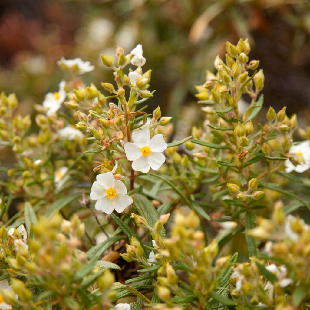 Montpellier-Zistrose (Samen) - Cistus monspeliensis