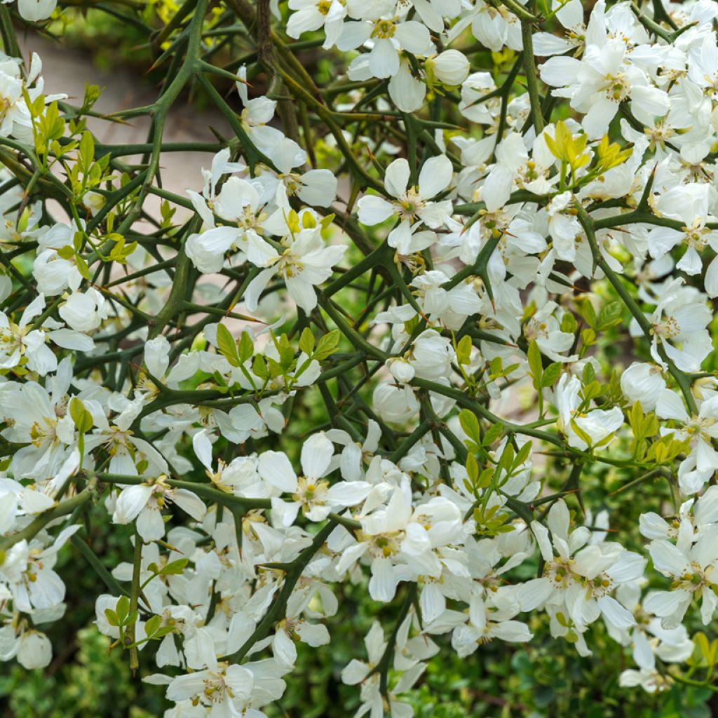 Dreiblättrige Orange (Samen) - Poncirus trifoliata