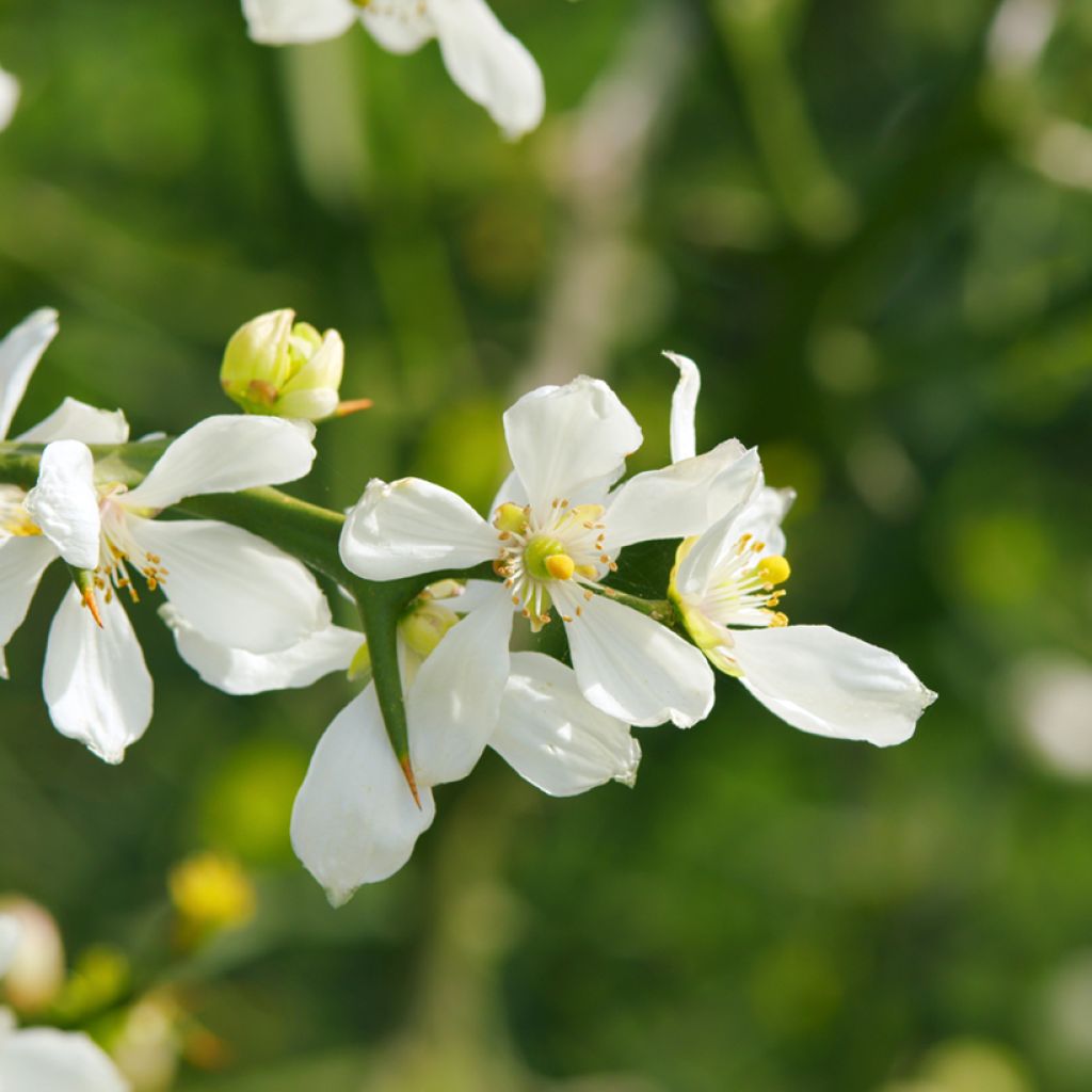 Dreiblättrige Orange (Samen) - Poncirus trifoliata