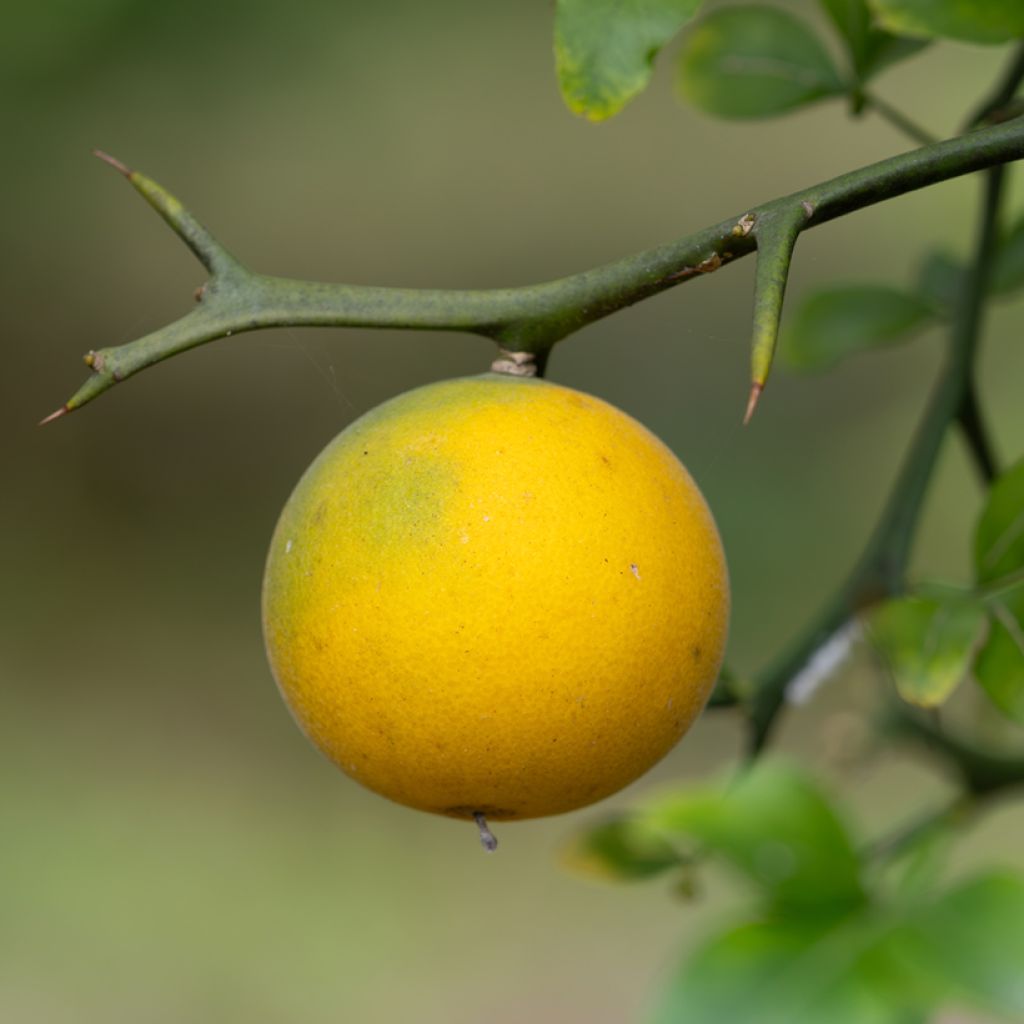 Dreiblättrige Orange (Samen) - Poncirus trifoliata