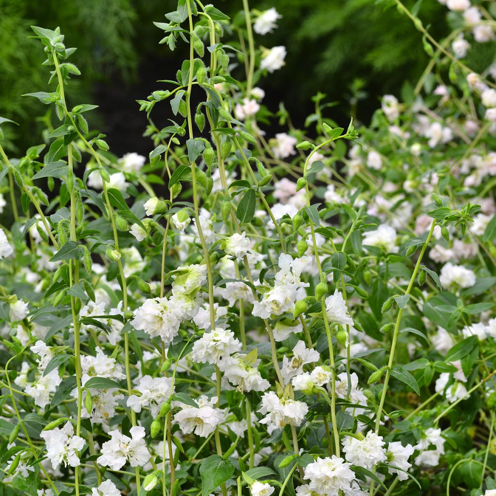 Clarkia unguiculata Albatross (Samen) - Klarkie