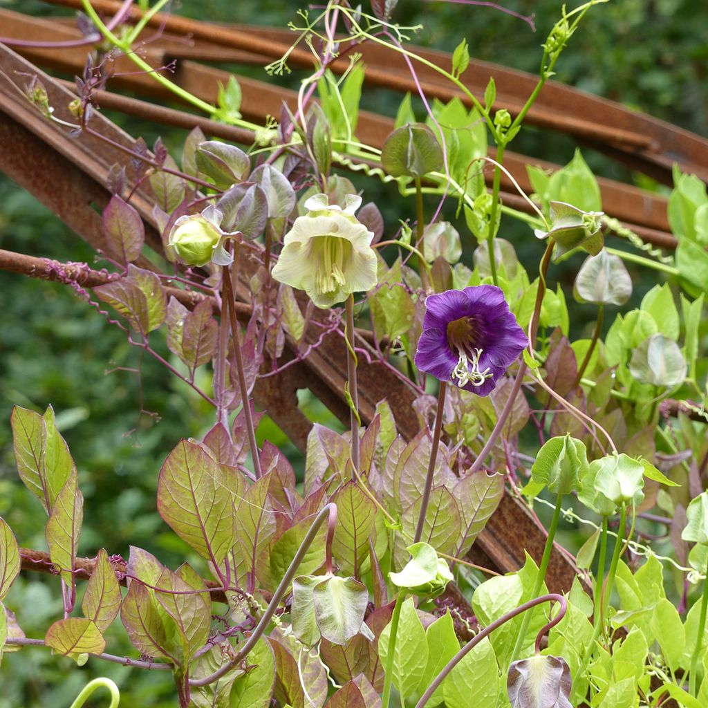 Cobaea scandens blau und weiß mix (Samen) - Glockenrebe