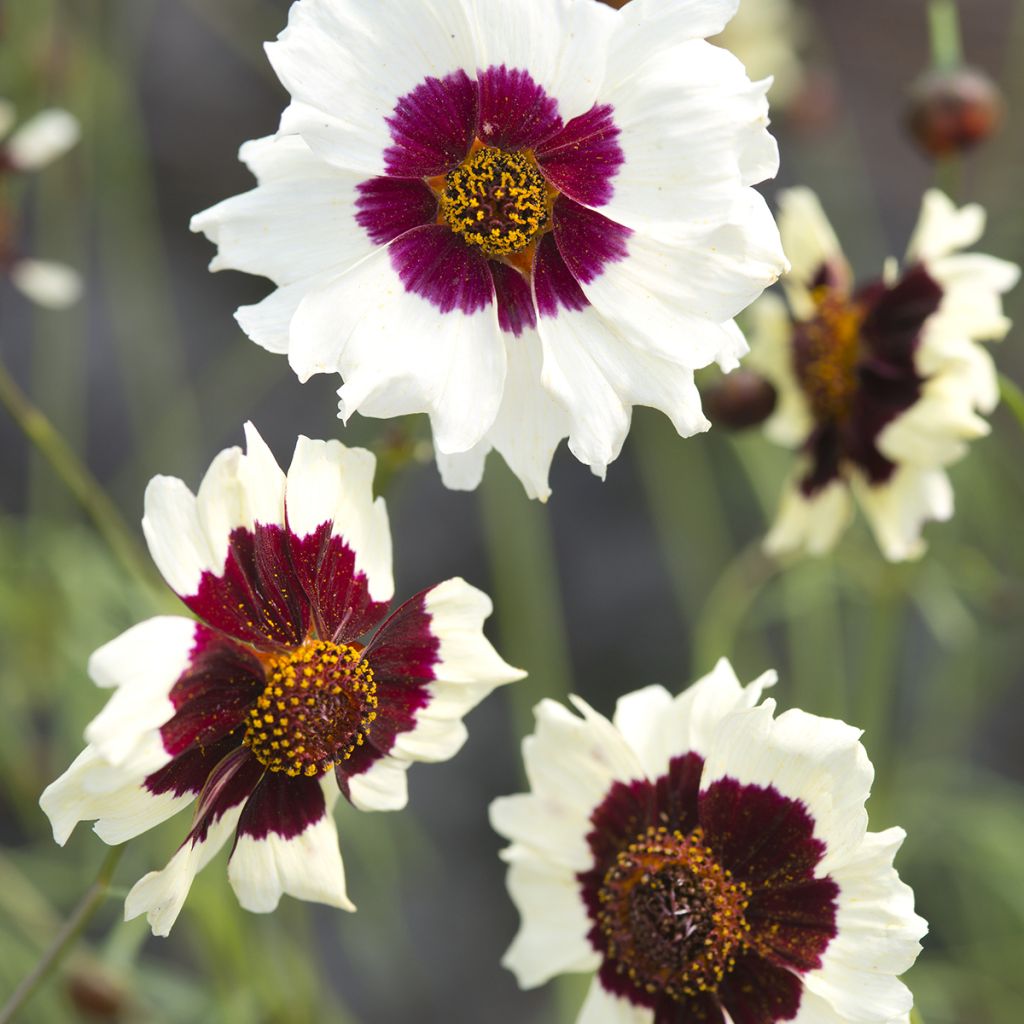 Mädchenauge Incredible ! Swirl - Coreopsis