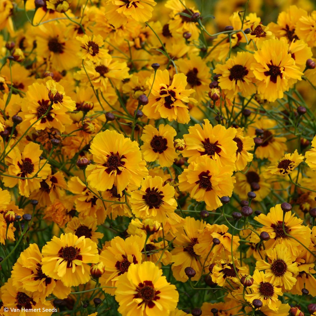 Färber-Mädchenauge Golden Roulette (Samen) - Coreopsis tinctoria