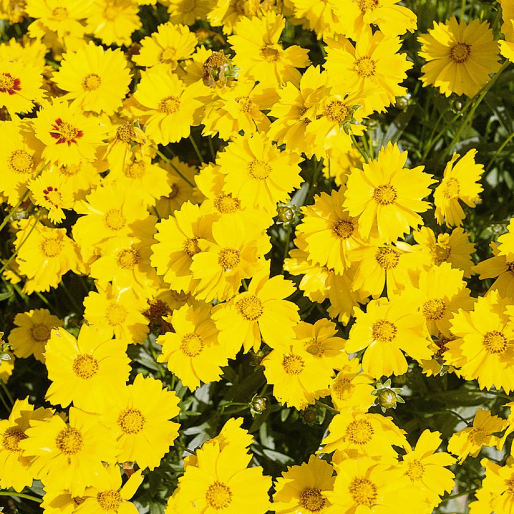 Großblumige Mädchenauge Mayfield Giants (Samen) - Coreopsis grandiflora