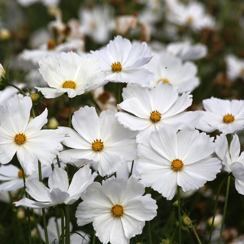 Schmuckkörbchen Lucinda (Samen) - Cosmos bipinnatus