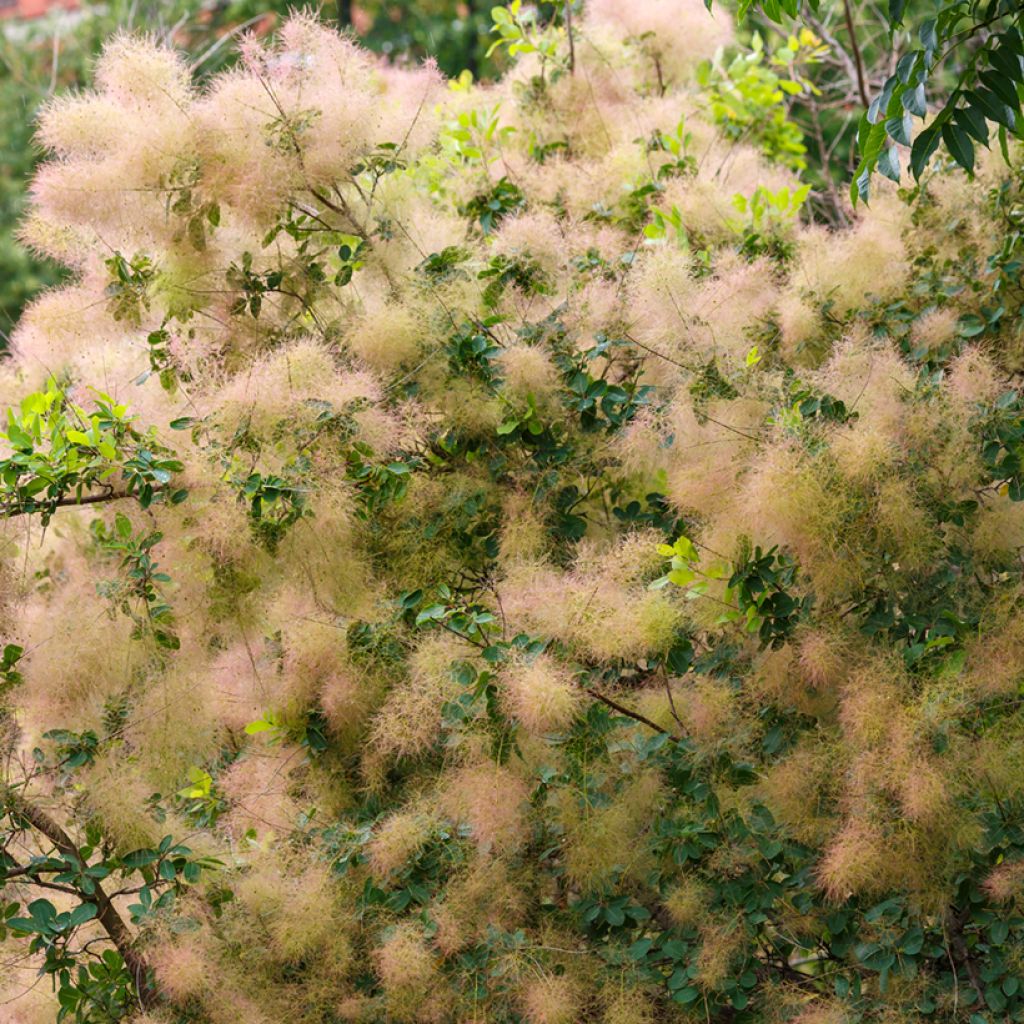 Perückenstrauch (Samen) - Cotinus coggygria