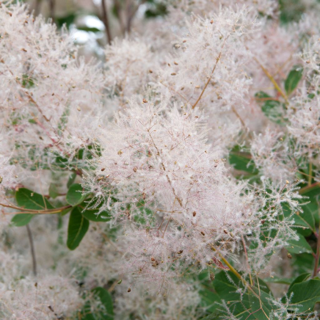 Perückenstrauch (Samen) - Cotinus coggygria