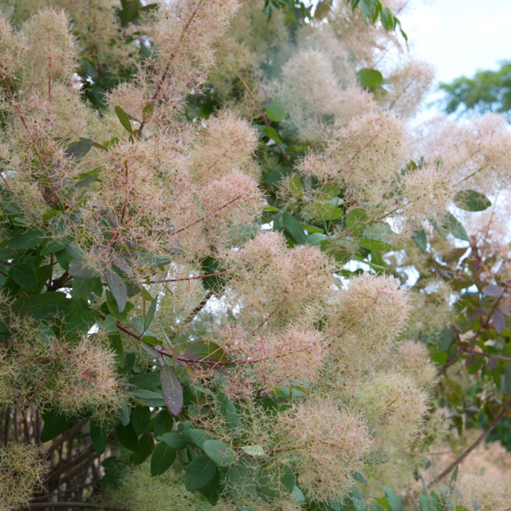 Perückenstrauch (Samen) - Cotinus coggygria