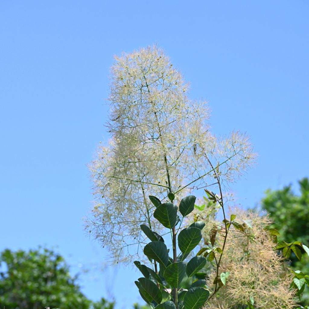 Perückenstrauch (Samen) - Cotinus coggygria