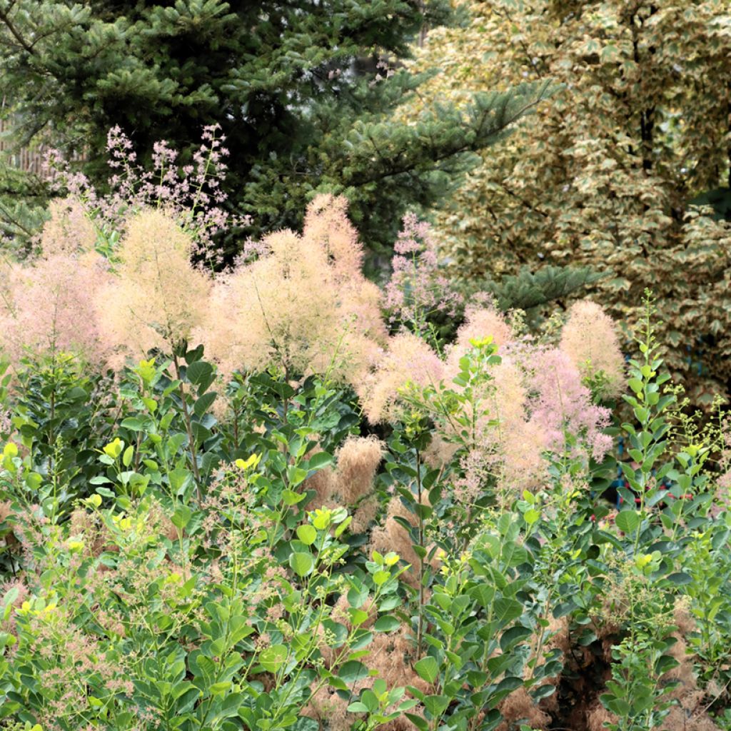 Perückenstrauch (Samen) - Cotinus coggygria