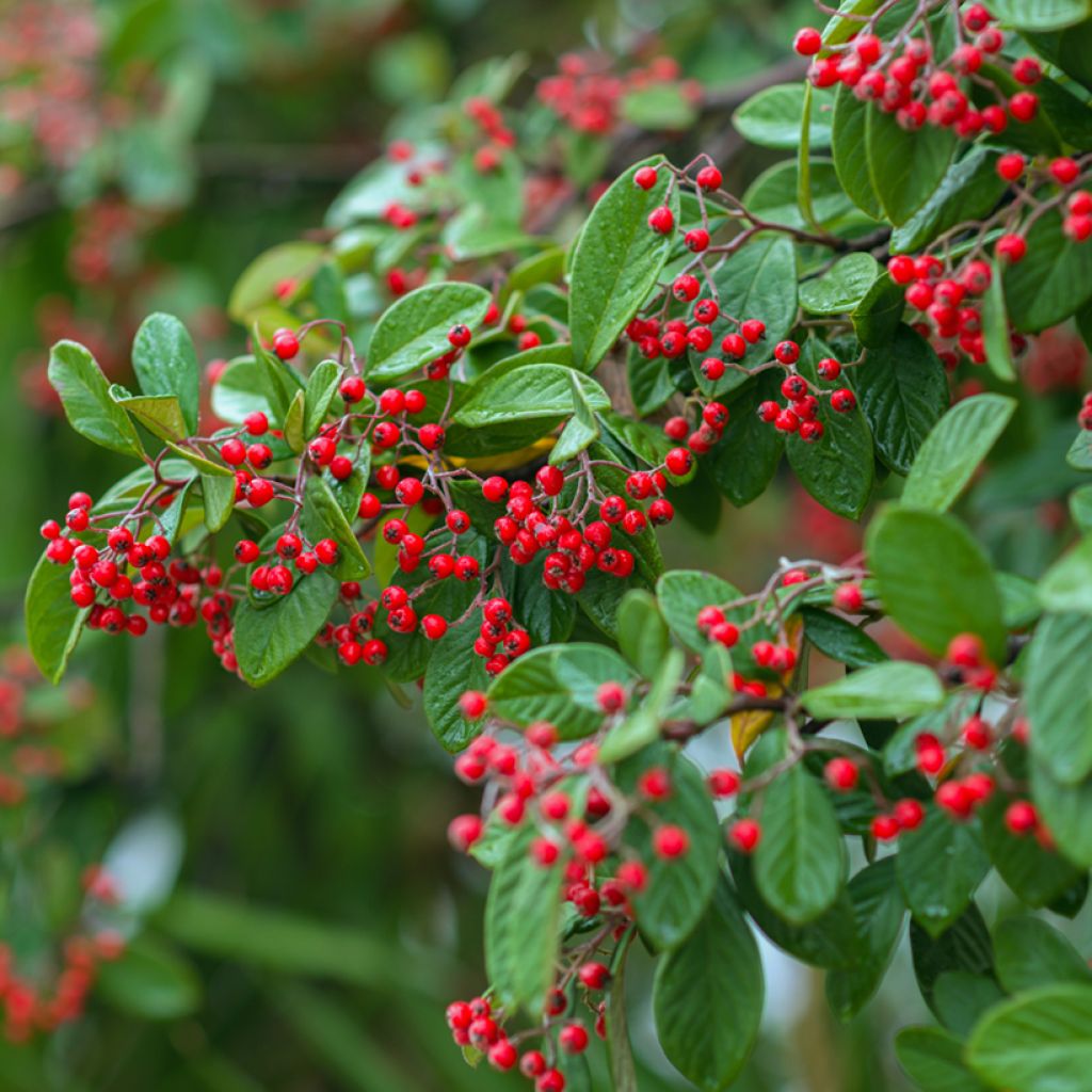 Cotoneaster franchetii (Samen) - Zwergmispel