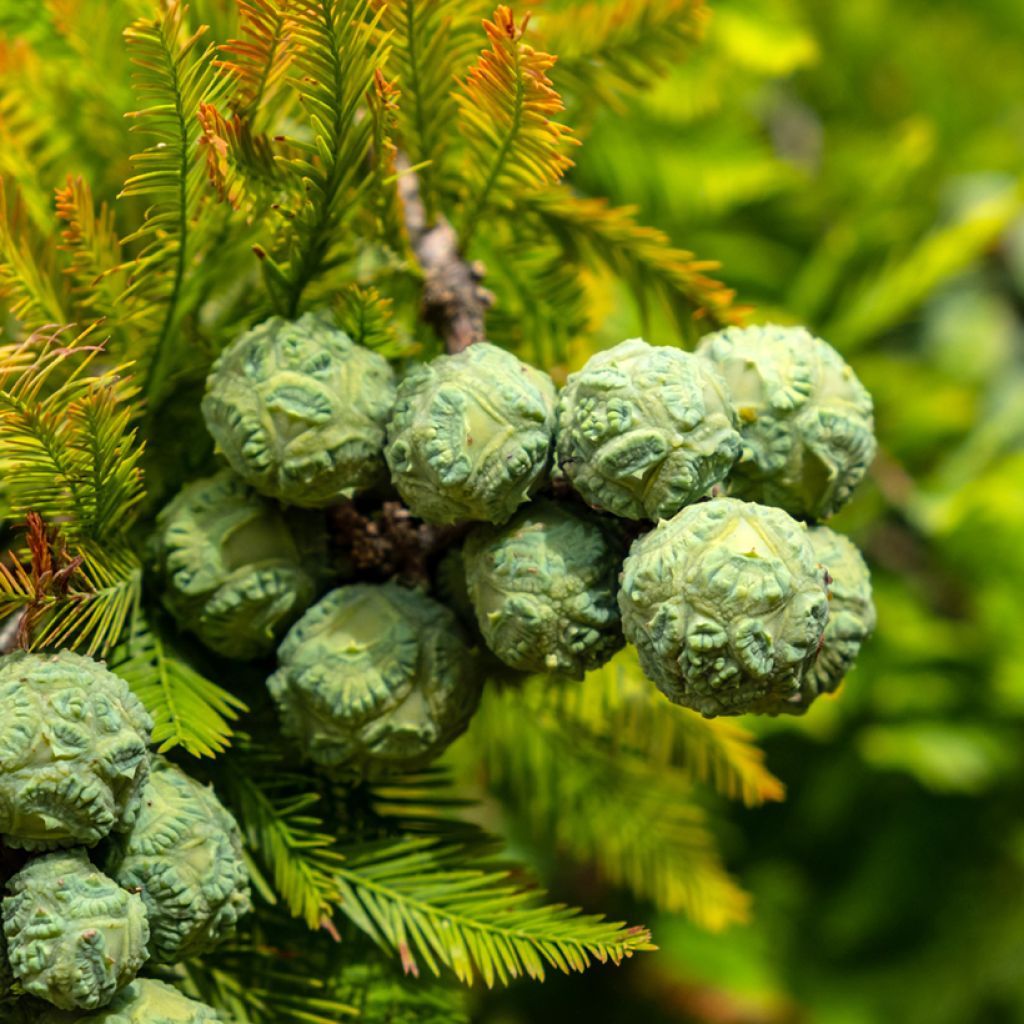 Taxodium distichum (Samen) - Sumpfzypresse