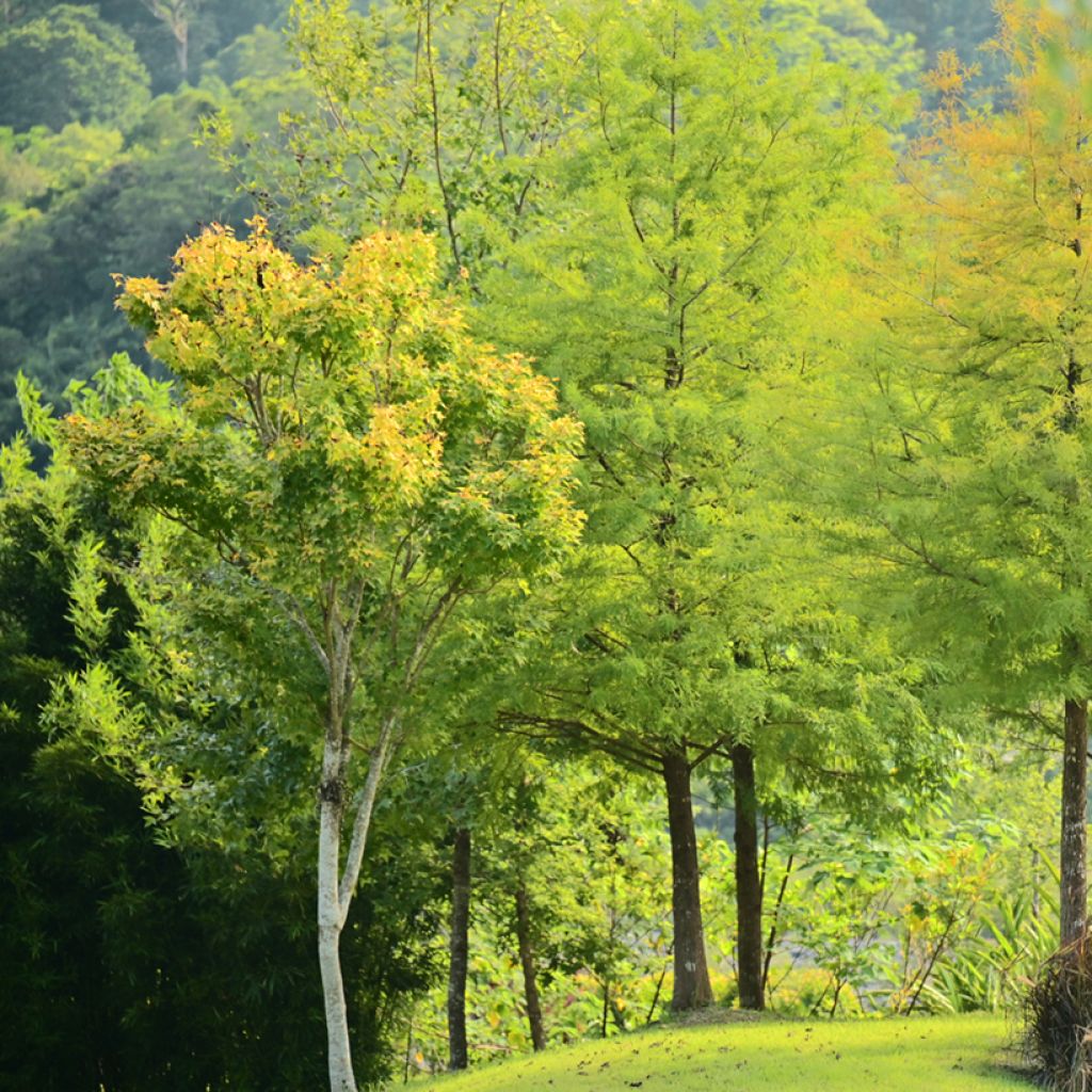 Taxodium distichum (Samen) - Sumpfzypresse