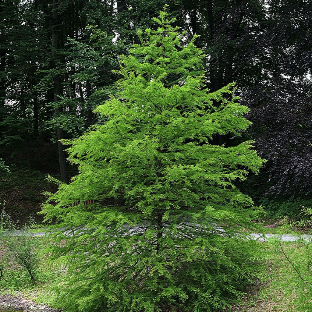 Taxodium distichum (Samen) - Sumpfzypresse
