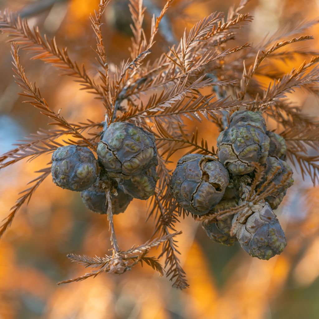Taxodium distichum (Samen) - Sumpfzypresse