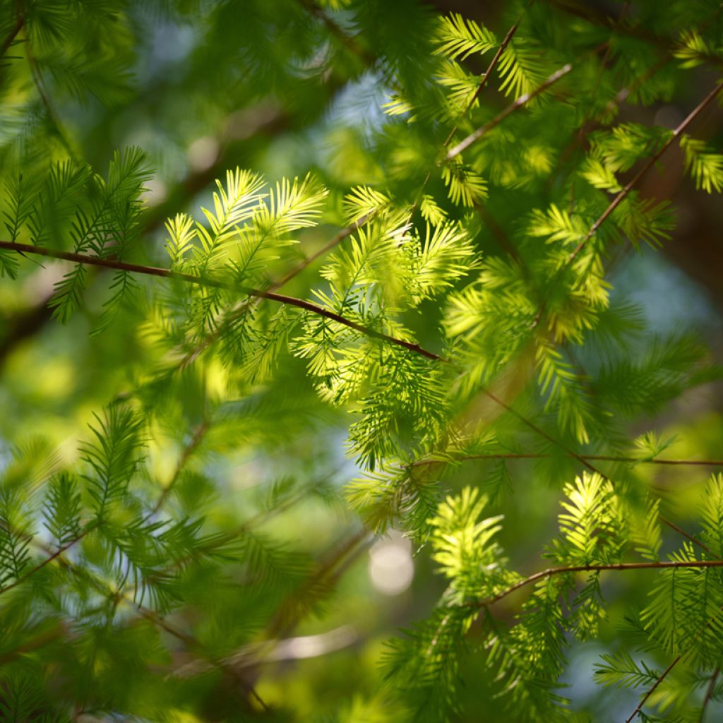 Taxodium distichum (Samen) - Sumpfzypresse